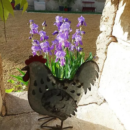Les Iris - Erable *