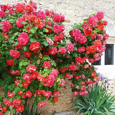 Bed & Breakfast Les Iris - Erable